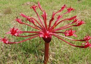 Vermiste bolplant toe nie albino